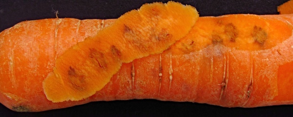Poškození kořenu pochmurnatkou mrkvovou