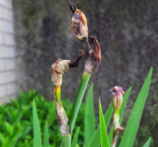 květilka kosatcová - poškození květů