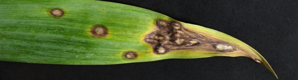 Skvrnitost listů kosatců