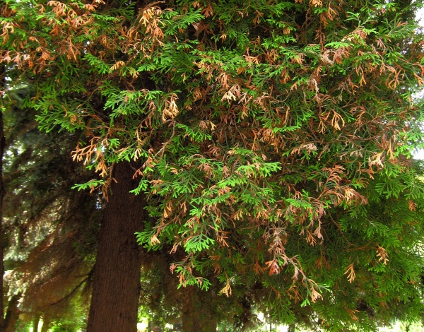 Příznaky poškození túje suchem a sviluškami