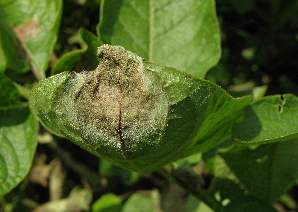 Pl&iacute;seň bramboru