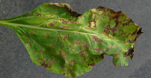 Skvrny způsoben&eacute; skvrnatičkou a&nbsp;větevnatkou řepnou