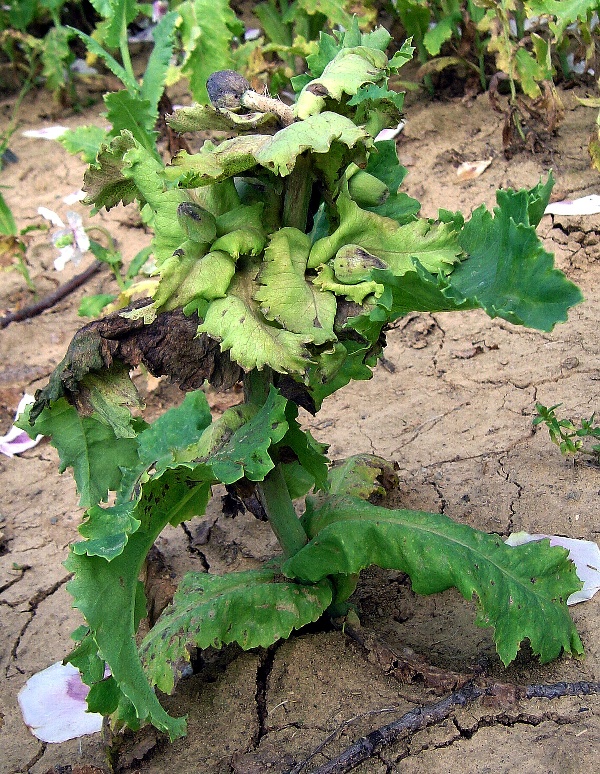 Pl&iacute;seň m&aacute;ku