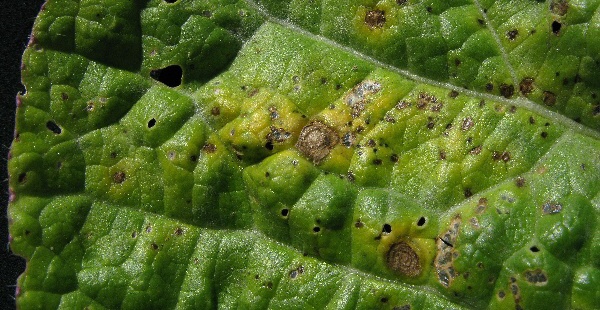 Altern&aacute;riov&aacute; skvrnitost slunečnice