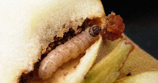 Housenka obaleče jablečn&eacute;h