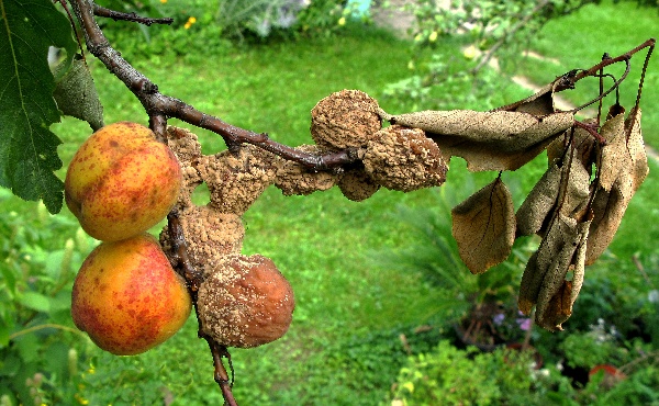 Moniliov&aacute; hniloba plodů