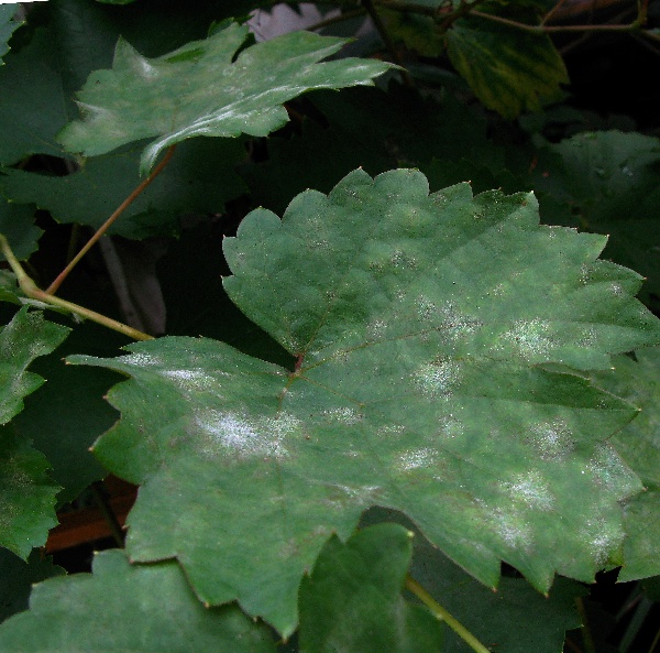 Padl&iacute; r&eacute;vy