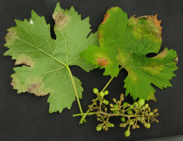 Pl&iacute;seň r&eacute;vy