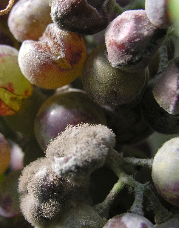 &Scaron;ed&aacute; hniloba r&eacute;vy