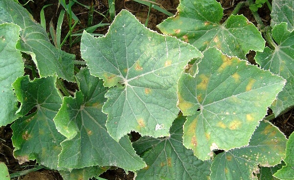 Pl&iacute;seň d&yacute;ňovit&yacute;ch na okurce