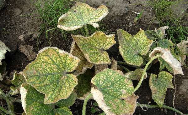 Okurka po&scaron;kozen&aacute; svilu&scaron;kami