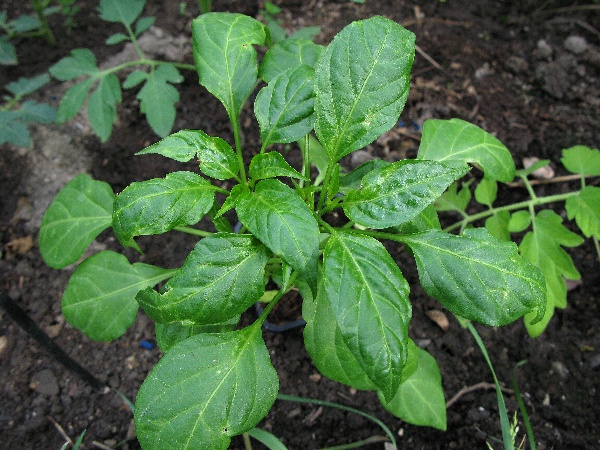 Deformace vegetačn&iacute;ho vrcholu papriky způsoben&aacute; roztočem Polyphagotarsonemus latus