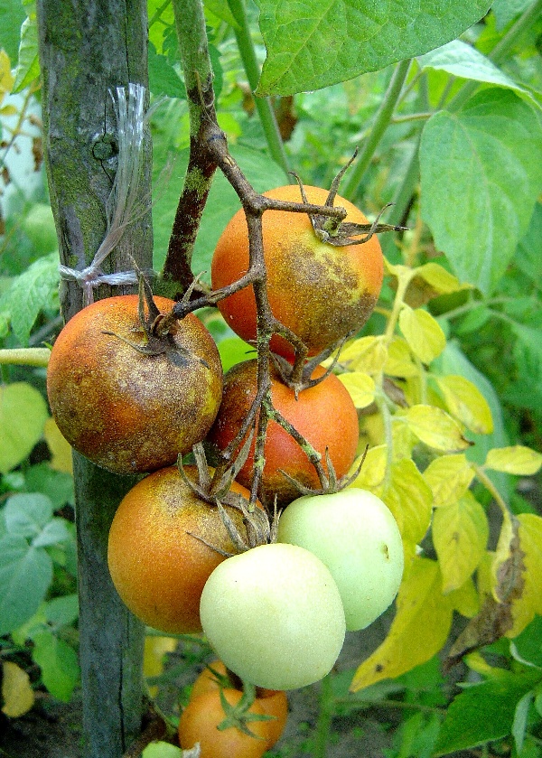 Pl&iacute;seň na rajčatech