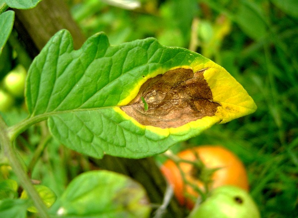 Septoriov&aacute; skvrnitost rajčat