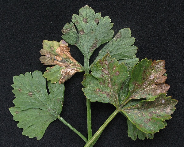 Septoriov&aacute; skvrnitost listů celeru