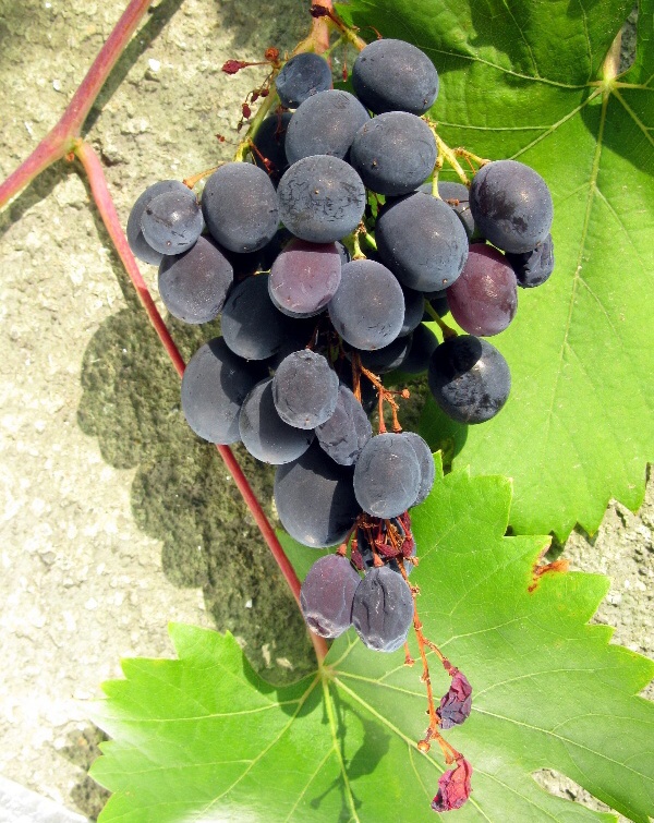 Odum&iacute;r&aacute;n&iacute; třapiny hroznů (nedostatek Ca)