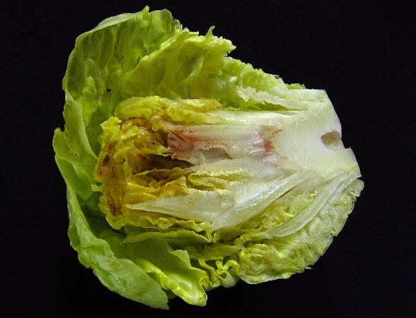 Př&iacute;znaky nedostatku Ca u&nbsp;sal&aacute;tu