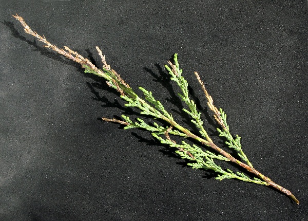 Po&scaron;kozen&iacute; jalovce suchem