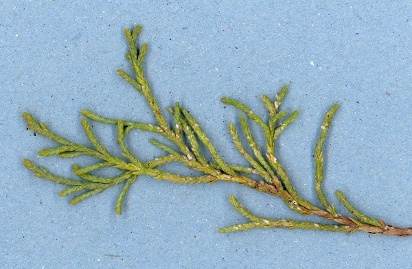 &Scaron;t&iacute;tenka jalovcov&aacute;