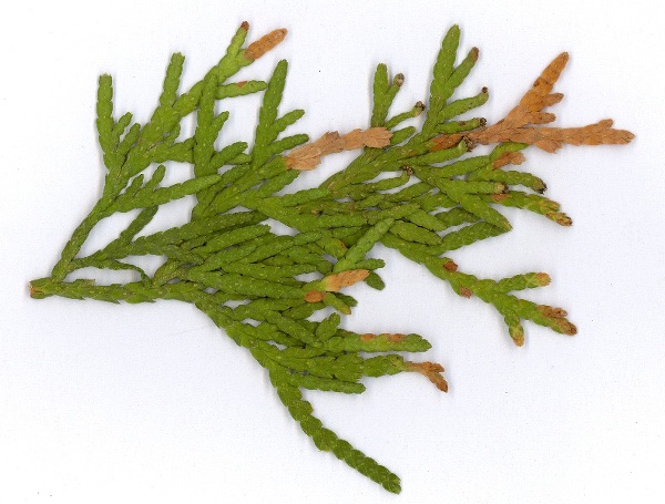 T&uacute;je napaden&aacute; houbou Kabatina thujae