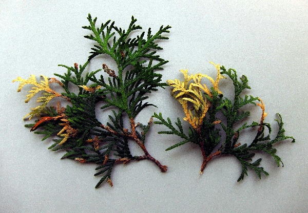 T&uacute;je po&scaron;kozen&aacute; molovkou zeravovou