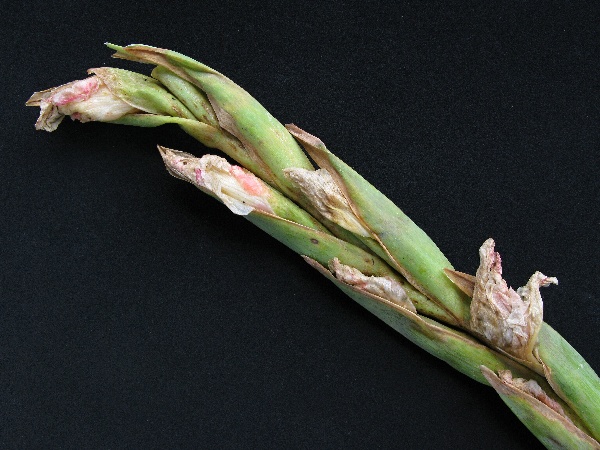 Poupata po&scaron;kozen&aacute; tř&iacute;sněnkou meč&iacute;kovou