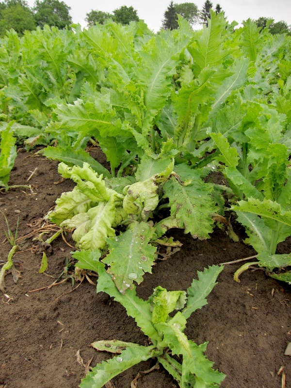 Pl&iacute;seň m&aacute;ku