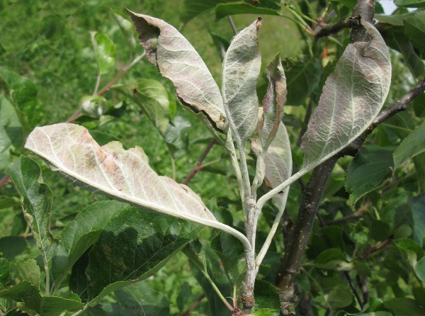 Padl&iacute; na listech jabloně