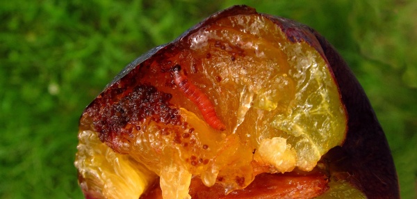 Housenka obaleče &scaron;vestkov&eacute;ho