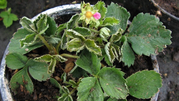 Jahodn&iacute;k po&scaron;kozen&yacute; svilu&scaron;kami