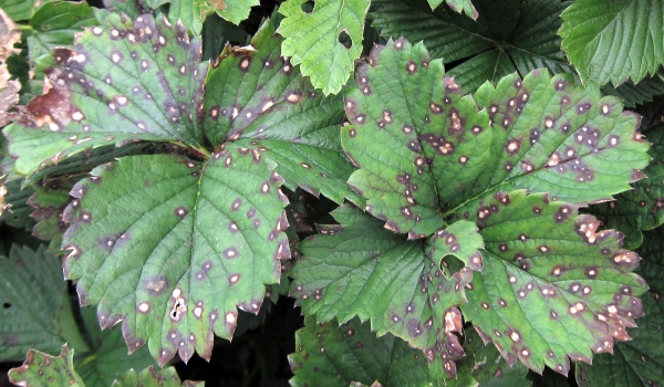 Fialov&aacute; skvrnitost listů jahodn&iacute;ku