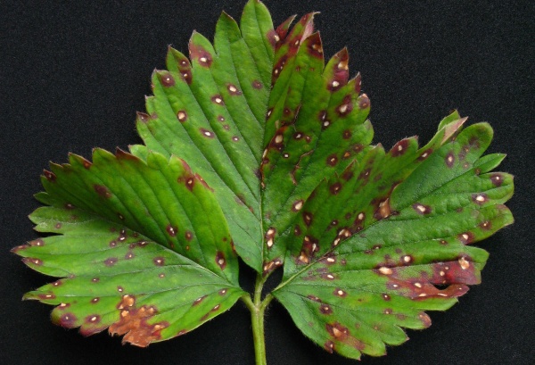 B&iacute;l&aacute; skvrnitost listů jahodn&iacute;ku