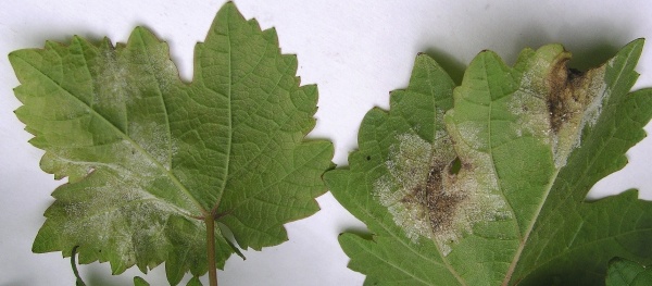 Pl&iacute;seň r&eacute;vy