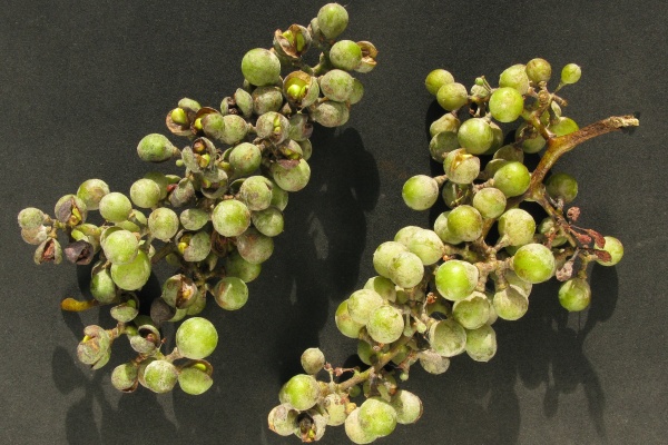 Padl&iacute; na bobul&iacute;ch r&eacute;vy