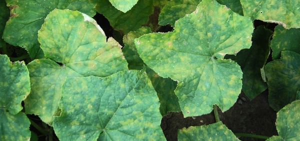 Pl&iacute;seň d&yacute;ňovit&yacute;ch - pl&iacute;seň okurkov&aacute;