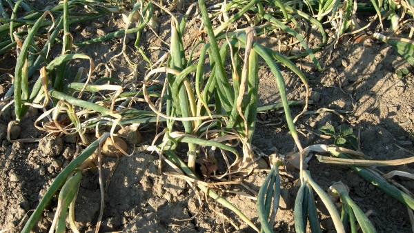 Pl&iacute;seň česnekovit&yacute;ch - pl&iacute;seň cibulov&aacute;