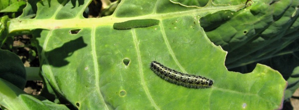 Housenka běl&aacute;ska řepov&eacute;ho (nahoře) a&nbsp;zeln&eacute;ho
