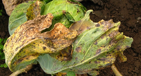 Alternariov&aacute; skvrnitost brukvovit&yacute;ch