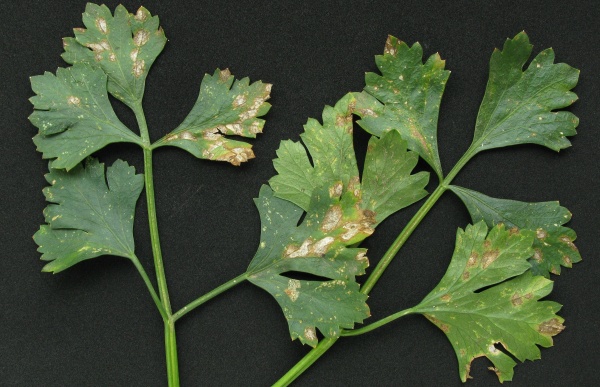 Septoriov&aacute; skvrnitost listů celeru