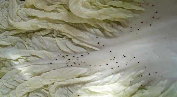  Such&aacute; hniloba květn&iacute;ho konce plodů rajčat - nedostatek v&aacute;pn&iacute;ku