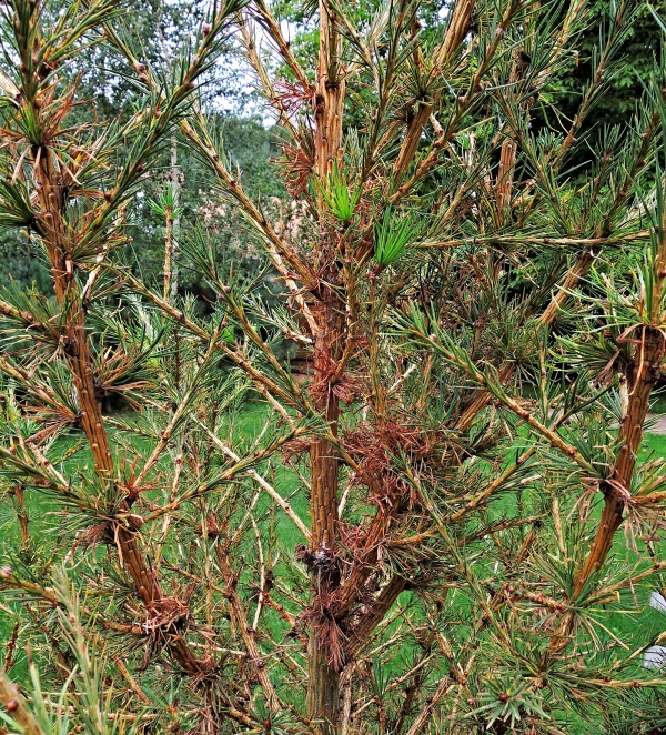 Modř&iacute;n po&scaron;kozen&yacute; svilu&scaron;kami