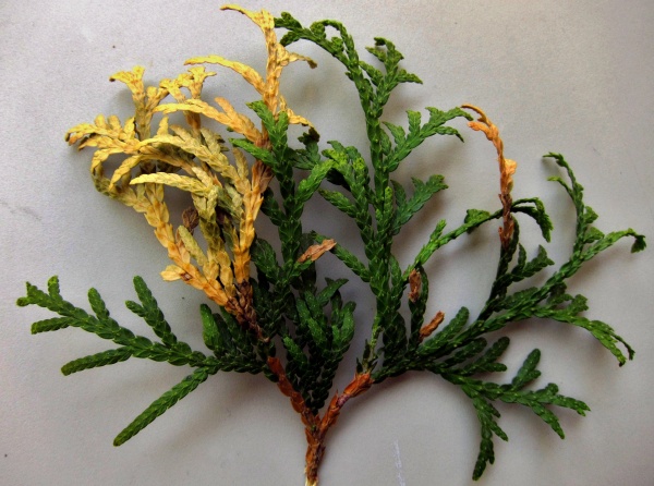 Př&iacute;znaky po&scaron;kozen&iacute; t&uacute;je houbami