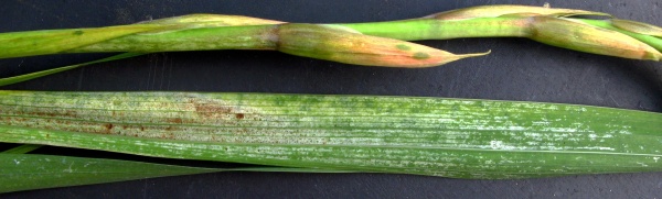 Klas a&nbsp;list meč&iacute;ku po&scaron;kozen&yacute; s&aacute;t&iacute;m tř&aacute;sněnkou meč&iacute;kovou