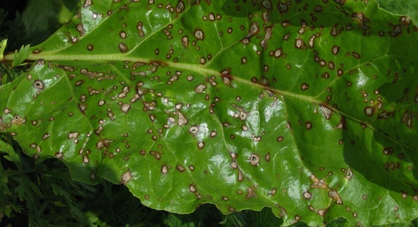 První cerkosporové skvrny se objevují na starších listech