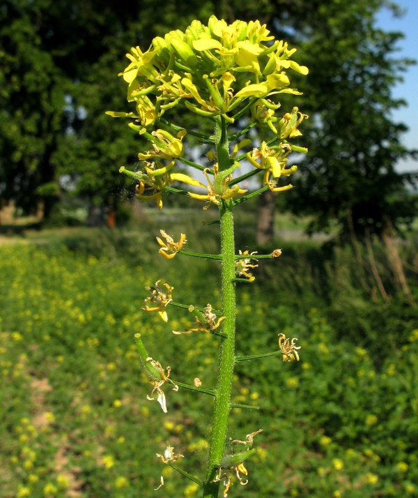 Porosty hořčice je nutno i vícekrát ošetřit proti blýskáčkům