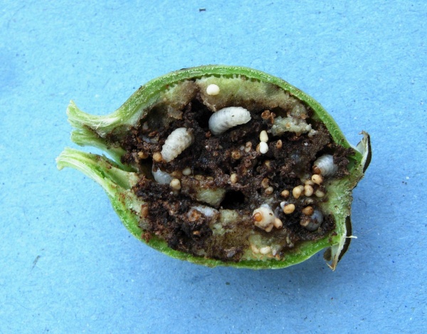 Larvy krytonosce makovicového