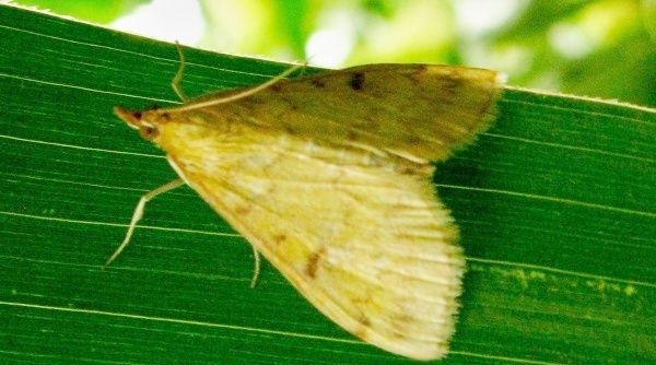 Nálet zavíječe lze obvykle očekávat od poloviny června do konce července