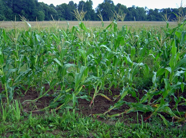 Poškození kukuřice larvami bázlivce kukuřičného - „husí krky“