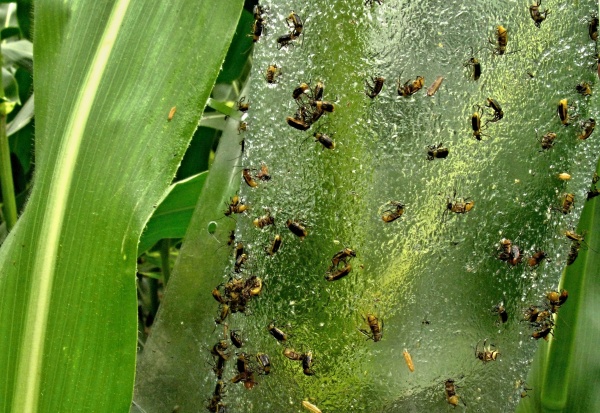 Monitoring brouků bázlivce kukuřičného