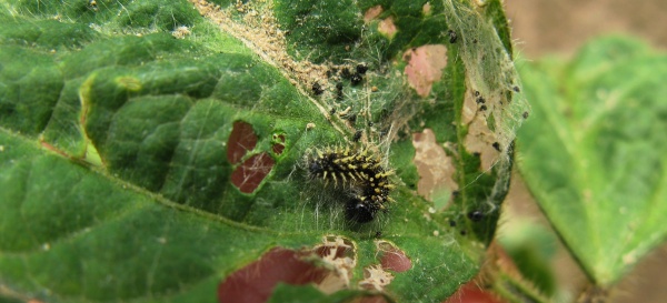 Housenka babočky bodlákové na sóji